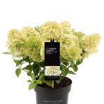 Hortenzia metlinatá (Hydrangea paniculata) ´LIVING LITTLE PASSION´® by LIVING CREATIONS® výška 20-30 cm, kont. C1,5L